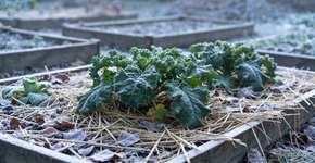 Foto: (Imagem sem texto alternativo disponivel ID [2695132])