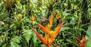 Pela primeira vez na história jurídica global, um país reconheceu os direitos legais dos insetos, e são as abelhas sem ferrão da Amazônia peruana que estão dando o primeiro passo rumo a um novo modelo de coexistência entre a natureza e a lei