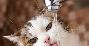 Foto: (phant/istock)