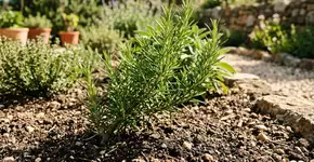 O alecrim é resistente a quase tudo, mas é melhor não plantá-lo perto dessa planta: onde você deve plantar no jardim e como usá-lo