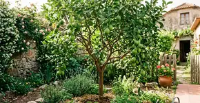 Como podar um limoeiro para obter mais frutos e um crescimento mais saudável