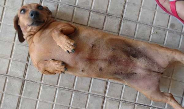 Veja alguns dos cães e gatos que já estão participando do #MostreABarriguinha!