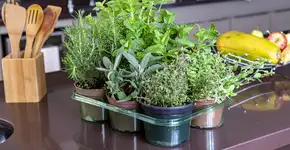 Foto: (Leila Melhado/istock)