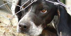 Cães sofrem em “fábricas de filhotes” para satisfazer compradores