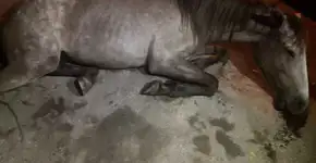 Cavalo é espancado em Salvador e ONG pede ajuda