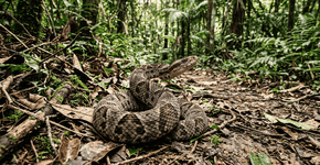 Foto: (Imagem sem texto alternativo disponivel ID [2756121])