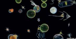 Foto: (Imagem sem texto alternativo disponivel ID [1894986])