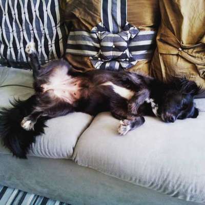 Veja alguns dos cães e gatos que já estão participando do #MostreABarriguinha!