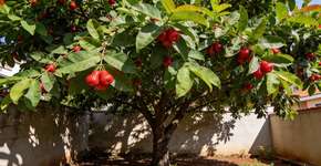 Foto: (Imagem sem texto alternativo disponivel ID [2696861])