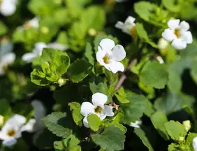 Bem estar: Bacopa monnieri: planta medicinal ajuda a reduzir o cansaço e o estresse