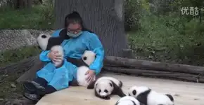 Cuidador de urso panda: essa carreira pode te pagar 32 mil dólares por ano