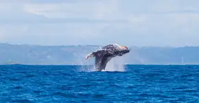 Foto: (Divulgação/Ecosul Turismo)