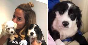 Cachorro adotado por Anitta tem poltrona própria em jatinho