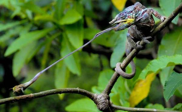 Foto: Simone Sbaraglia, principal vencedora do prêmio ZSL 2014