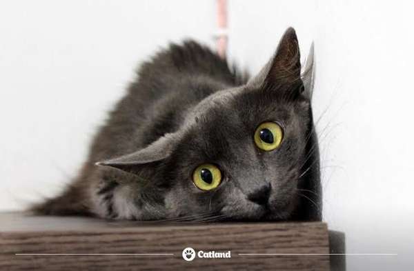 Os gatinhos resgatados pela Catland