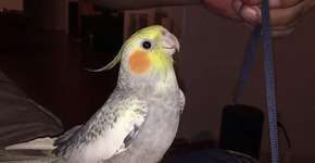 Calopsita imita com perfeição o toque do iPhone e vídeo viraliza