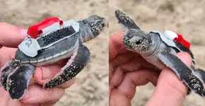 Cientistas criam mochilas para bebês tartarugas em um estudo