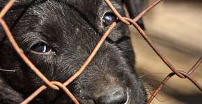 Foto: (Dejan Kolar/iStock)