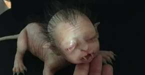 Veja como uma fake news vira ‘verdade’ nas redes sociais