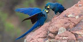 Projeto irá mapear áreas para preservar animais em extinção