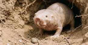 Foto: (Imagem sem texto alternativo disponivel ID [2747494])