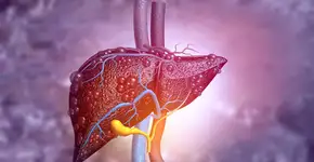 Esta fruta é capaz de reduzir a gordura no fígado