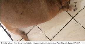 Vira-lata volta a ficar obeso após parar tratamento em clínica
