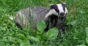 Foto: (Imagem sem texto alternativo disponivel ID [1116717])