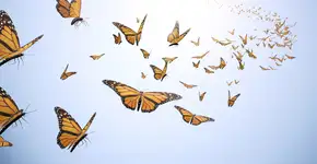 Foto: (brainmaster/istock)