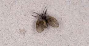 De onde vêm as mosquinhas de banheiro e por que aparecem?