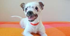 Foto: (Imagem sem texto alternativo disponivel ID [941907])