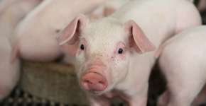 Foto: (Yuttana Srimongkol/istock)