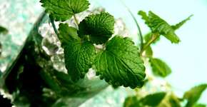 Foto: (Imagem sem texto alternativo disponivel ID [362101])