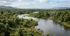 DNA antigo do Mar do Norte revela uma floresta perdida sob as ondas, e sugere que há 16.000 anos a Europa e a Grã-Bretanha ainda integravam um mundo desaparecido