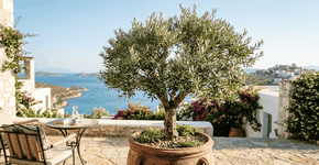 Foto: (Imagem sem texto alternativo disponivel ID [2768474])