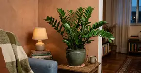 A planta perfeita para o apartamento: não precisa de luz solar direta, purifica o ar e sobrevive com pouca água