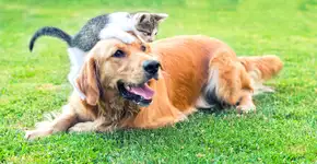 Feira de bichos de estimação em SP oferece serviços gratuitos