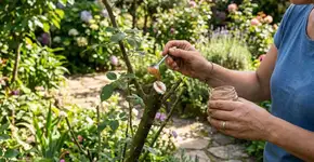 Por que se deve usar canela em pó nos cortes dos galhos e como aplicar do jeito certo para a planta nunca pegar fungo após a poda
