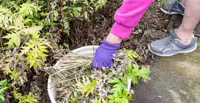 Foto: (Animaflora/istock)