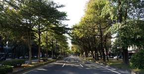 Pesquisas sugerem árvores no tratamento acústico de vias urbanas