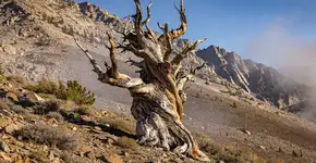 Foto: (Imagem sem texto alternativo disponivel ID [2683231])