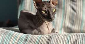 Foto: (Imagem sem texto alternativo disponivel ID [2596545])