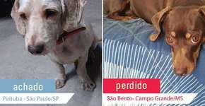 Sites ajudam donos a encontrarem seus animais de estimação perdidos
