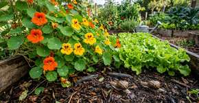 Repele caracóis e ainda tem um sabor agradável: esta planta consegue fazer as duas coisas