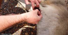 Casal encontra canguru morto e se depara com um ‘milagre’