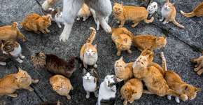 Foto: (Imagem sem texto alternativo disponivel ID [816622])