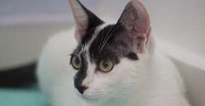 Curso online ensina como cuidar do seu gato