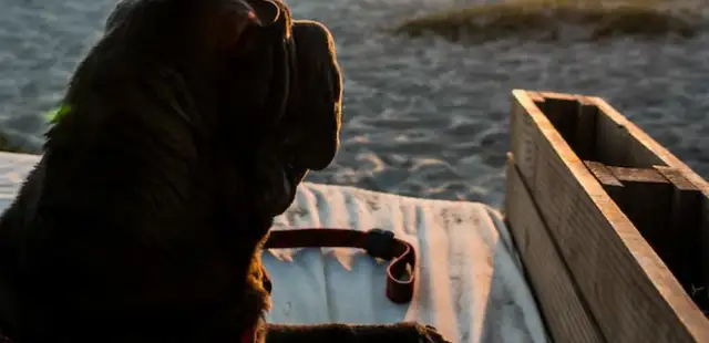 10 lugares onde animais são bem-vindos no Rio de Janeiro