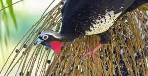 Jacutinga volta à Mata Atlântica graças a biólogos brasileiros