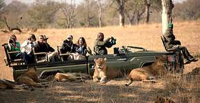 Saiba como é fazer um safári na África do Sul; veja vídeo